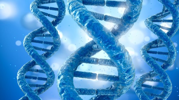 亲子DNA鉴定的原理全过程