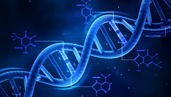 验DNA做亲子鉴定需要多少钱
